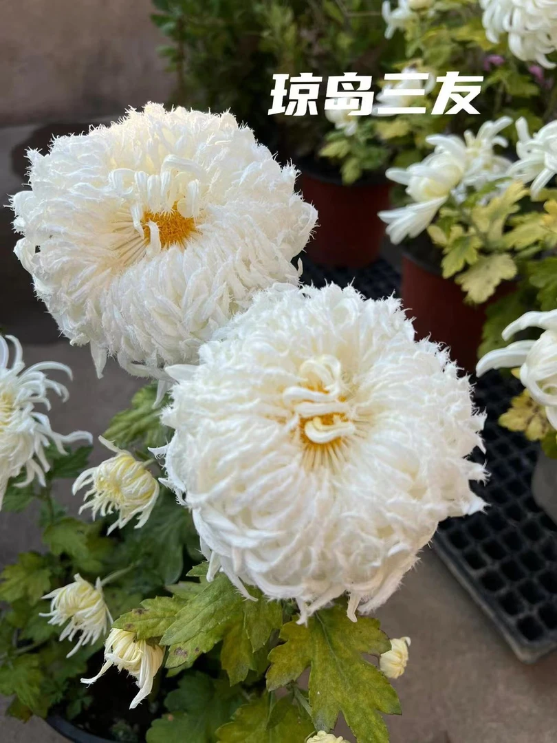 【琼岛三友】菊花盆栽菊花苗耐寒竹屋开花大菊花带花苞好养
