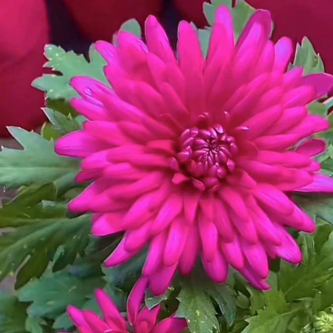 【紫芙蓉】菊花盆栽 带花苞 多年生 耐寒植物开花大