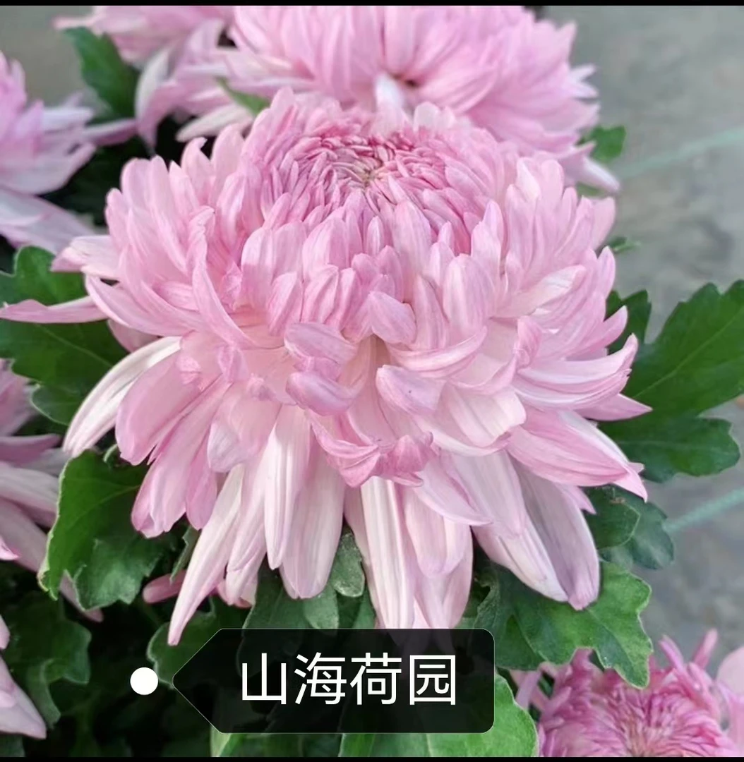 【山海荷园】九月菊大花盆栽【带花苞发货】花苗耐寒阳易养活养护春天