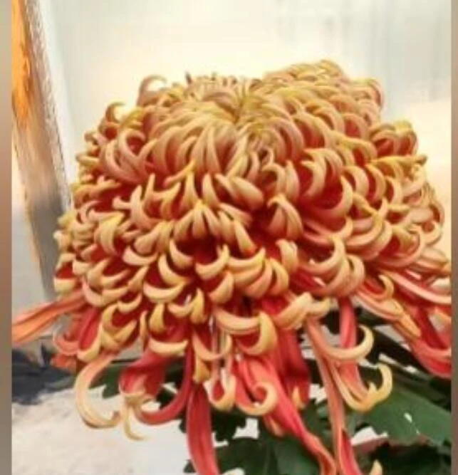 【燕山秋韵】菊花盆栽 带花苞 多年生 耐热 包邮 日常花色养护春天