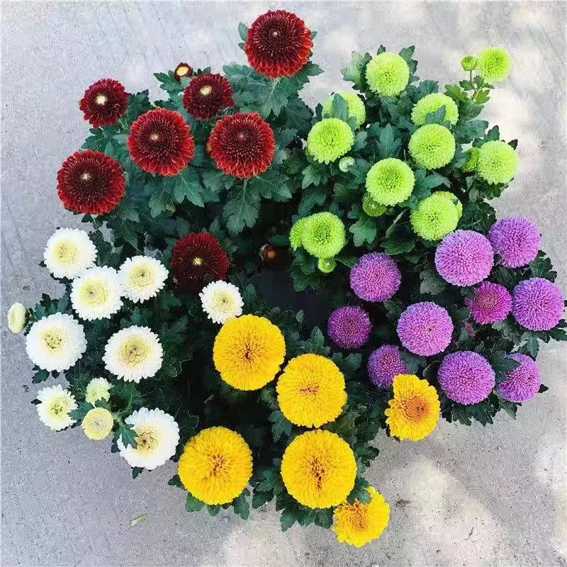 一盆双色【乒乓菊】球形小花 四季开花菊花苗耐寒好养活
