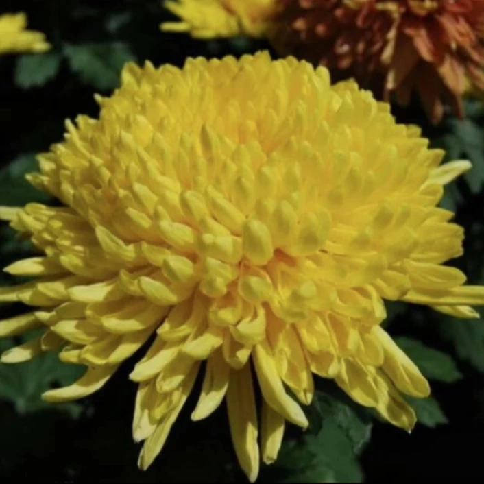 大花【皇冠】菊花盆栽【带花苞】大耐寒菊花菊花苗大菊花带花苞发货