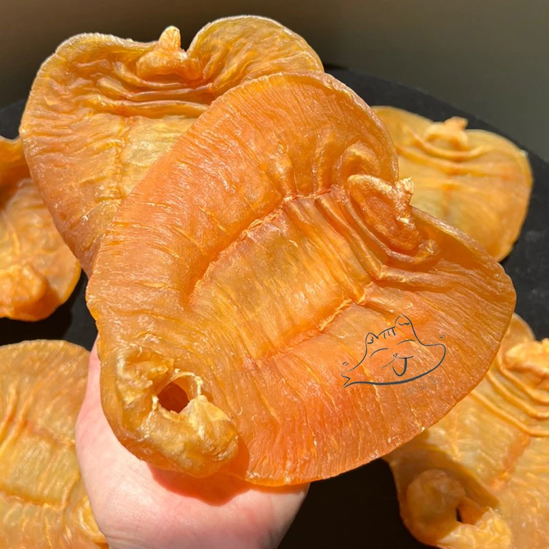 陈年老胶 正宗正南货湛江赤嘴鳘鱼胶公肚 深海花胶干货 1g-500g