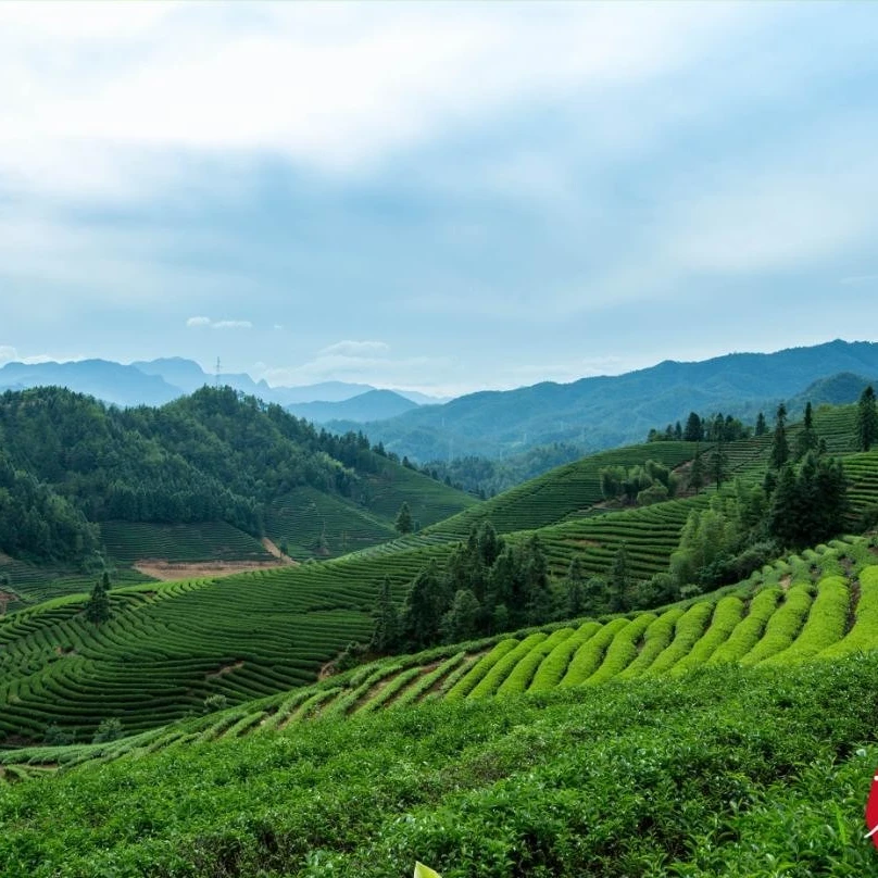 高货武夷山岩茶组合装