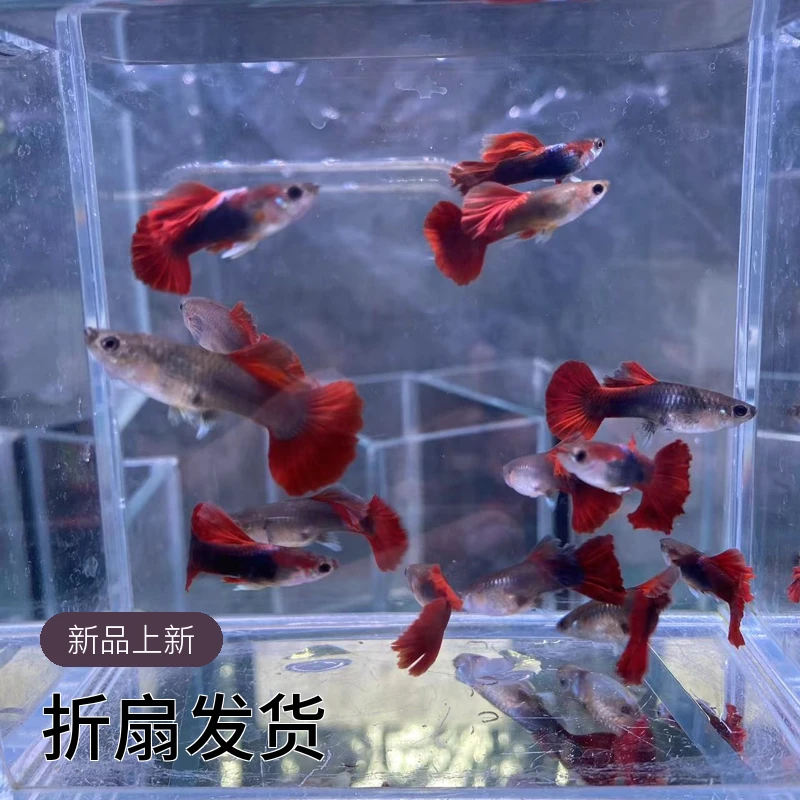 观赏鱼热带鱼孔雀鱼折扇发货活体
