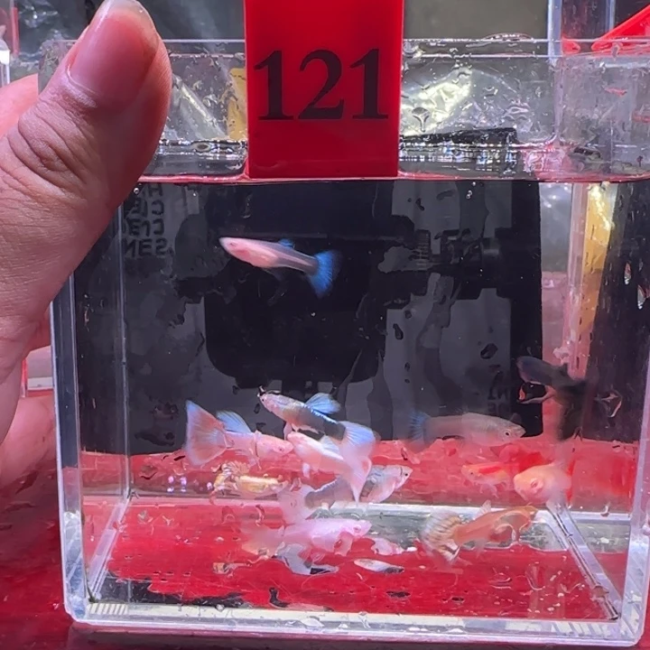 孔雀鱼热带鱼不分公母12条121号