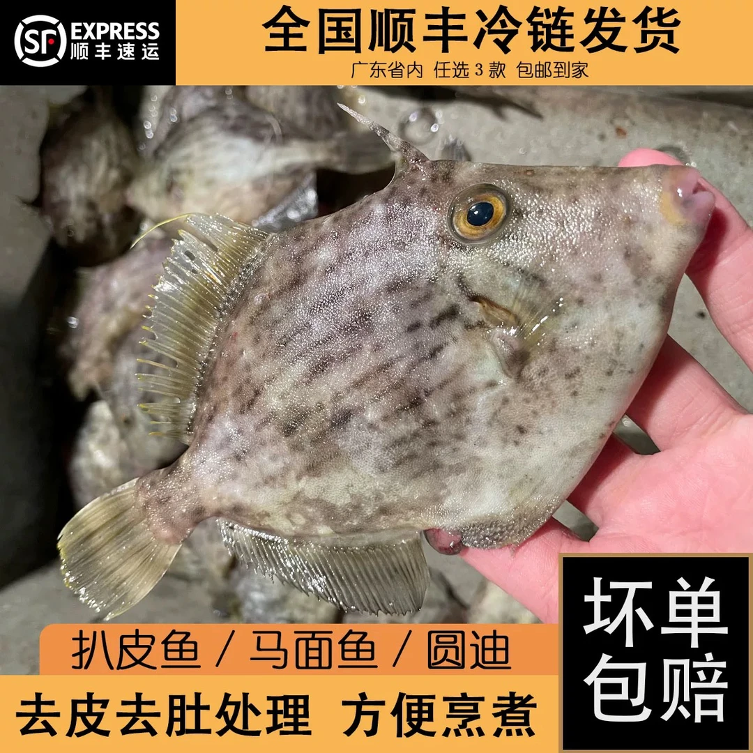 剥皮鱼海捕圆迪扒皮鱼迪仔鱼类潮汕海14-16条处理好一包400克