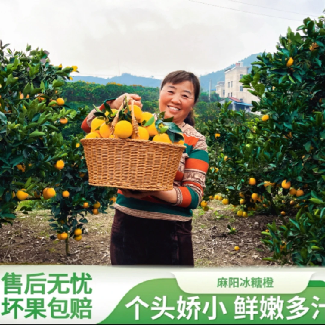 长寿之乡麻阳冰糖橙