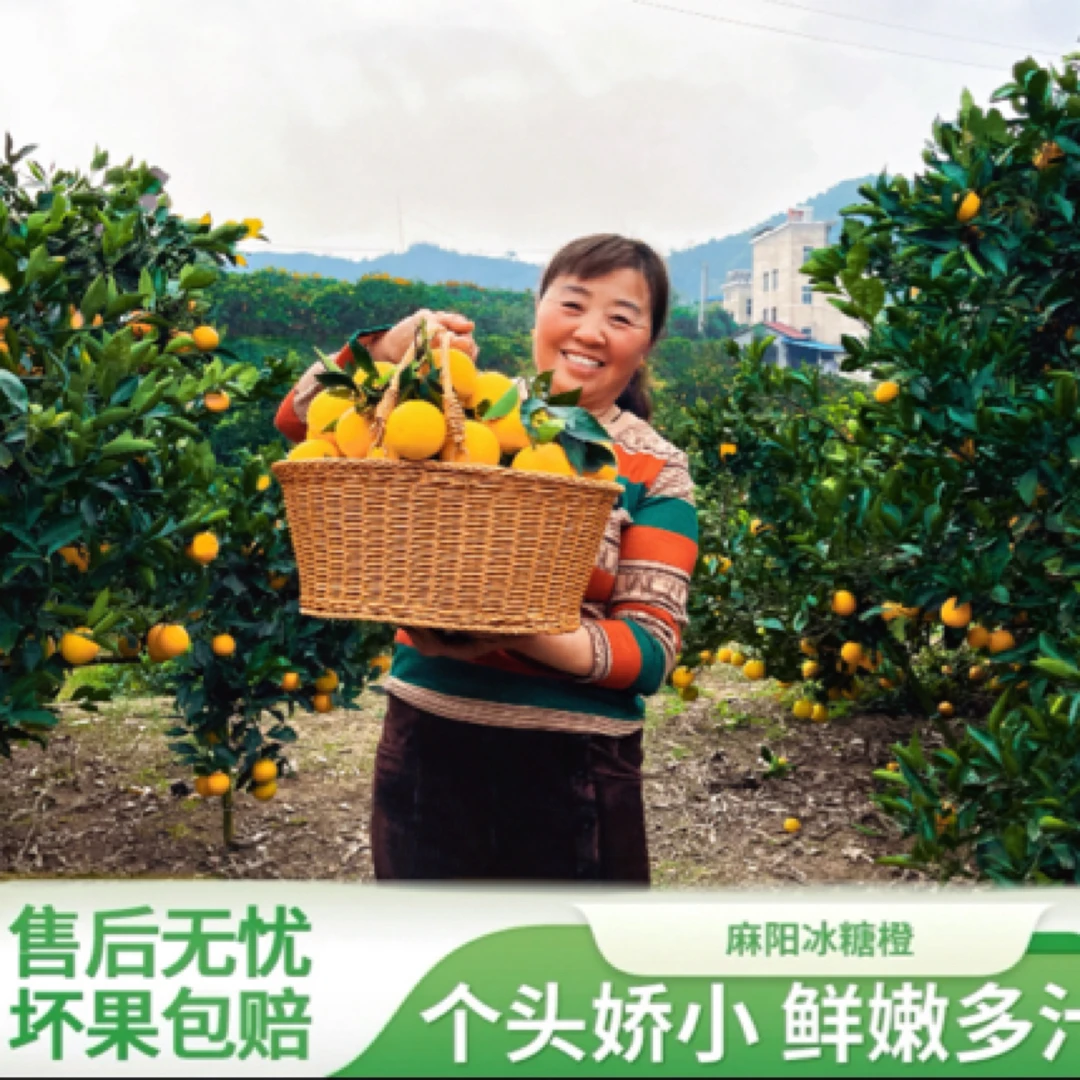 长寿之乡麻阳冰糖橙