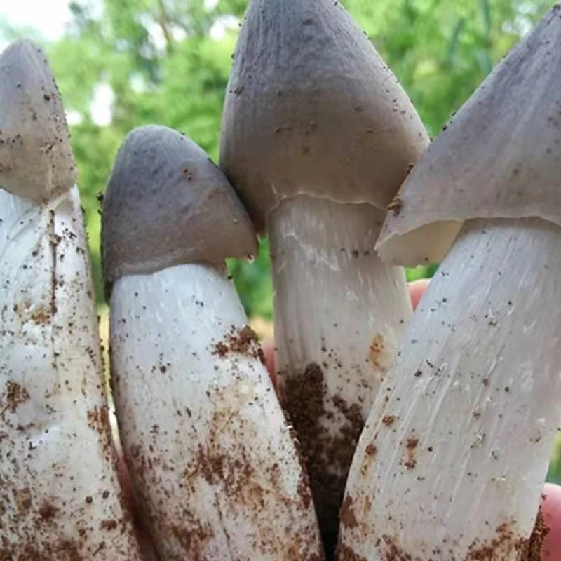 云南鸡枞菌菌种包种子三塔菌伞把菇人工培植山地家地花盆均可种植