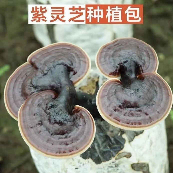 灵芝菌包食用大灵芝种植菌种家庭室内养植阳台蘑菇多肉盆栽菌菇棒