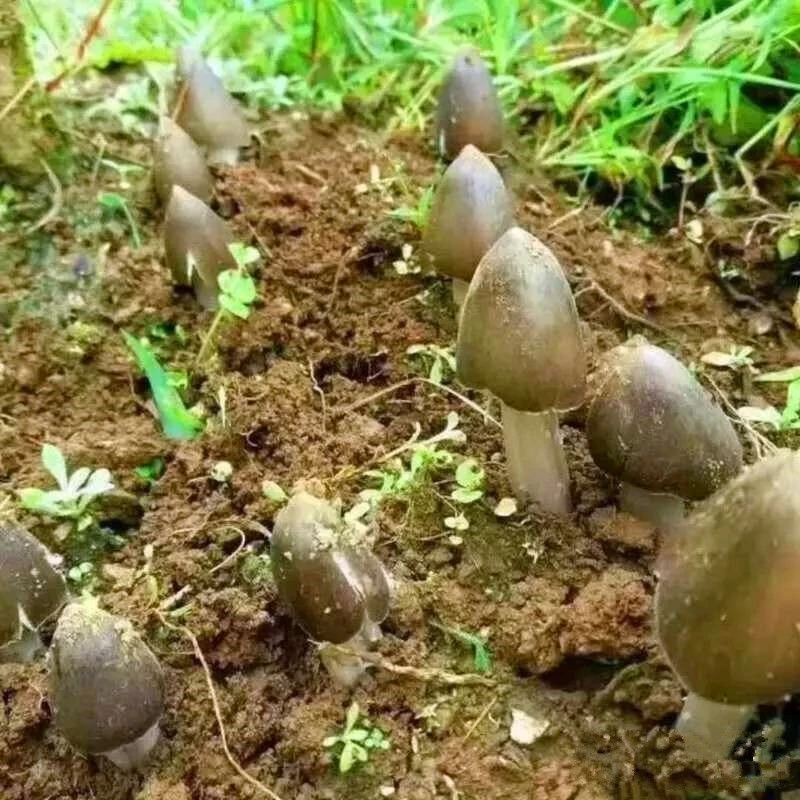 【不出包赔】鸡枞菌原种鸡枞菌种植 高产种子野生三塔菌荔枝菌人