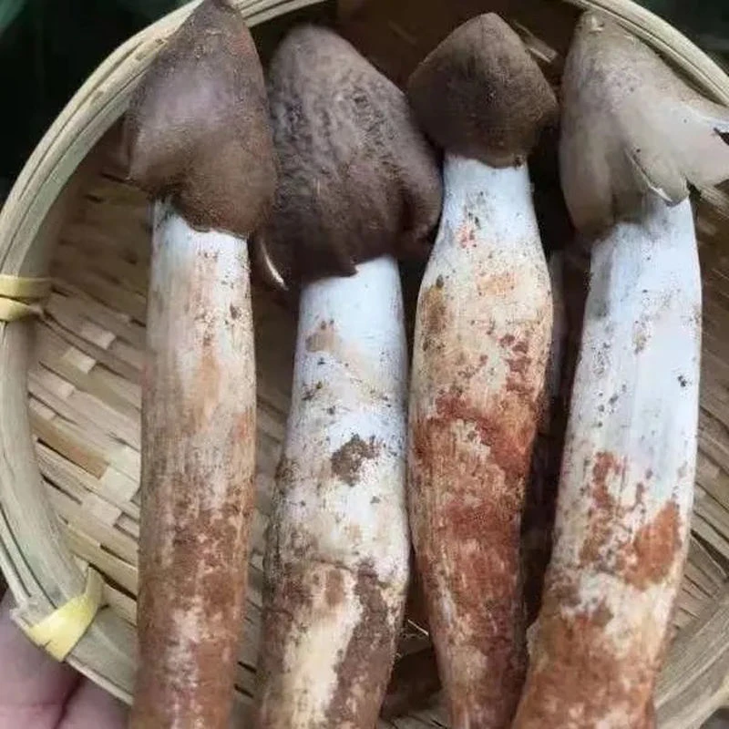 【不出包赔】鸡枞菌种鸡枞菇家种懒人自种菌菇包鸡枞菌黑皮鸡枞