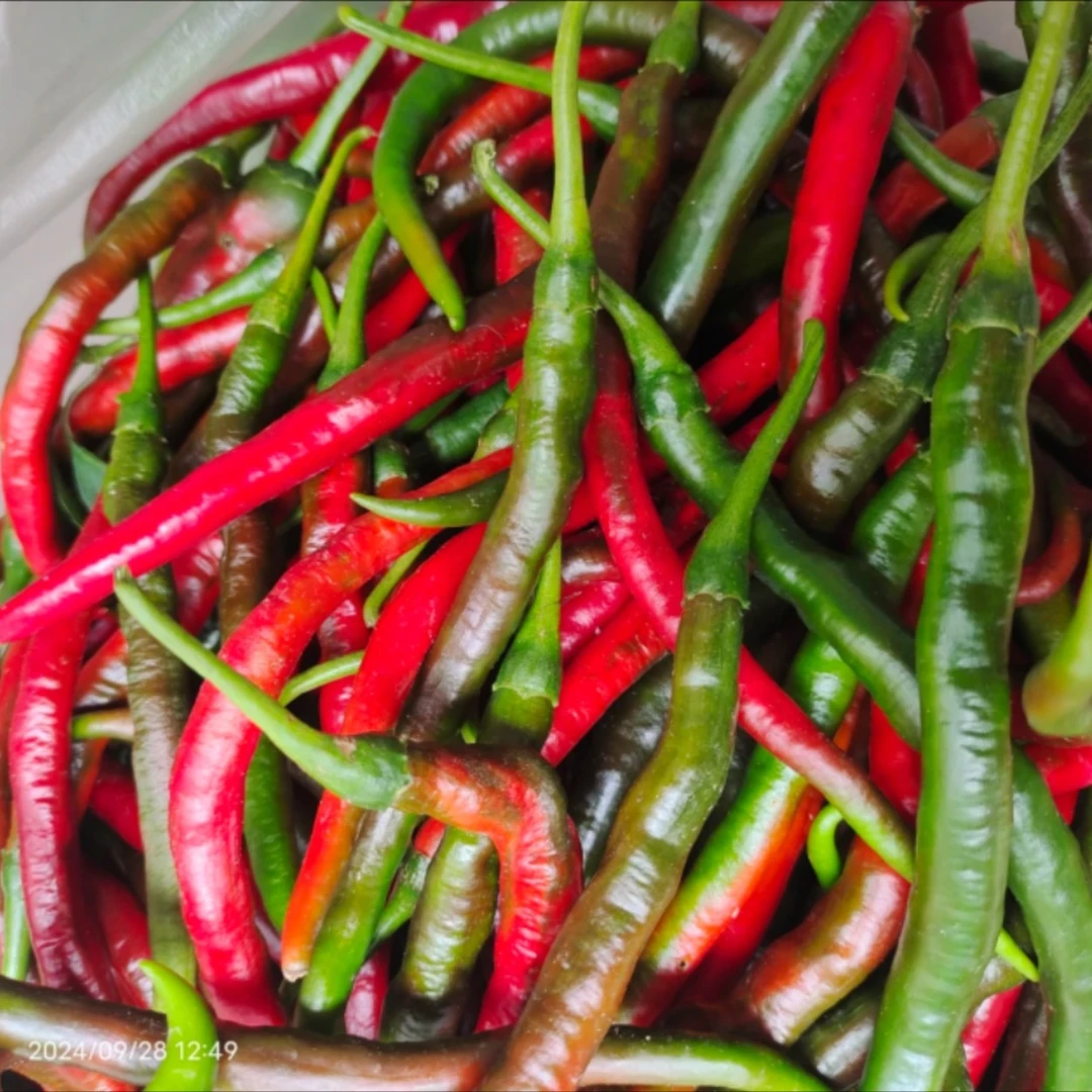 万源高山农家二荆条（鹰背镇）