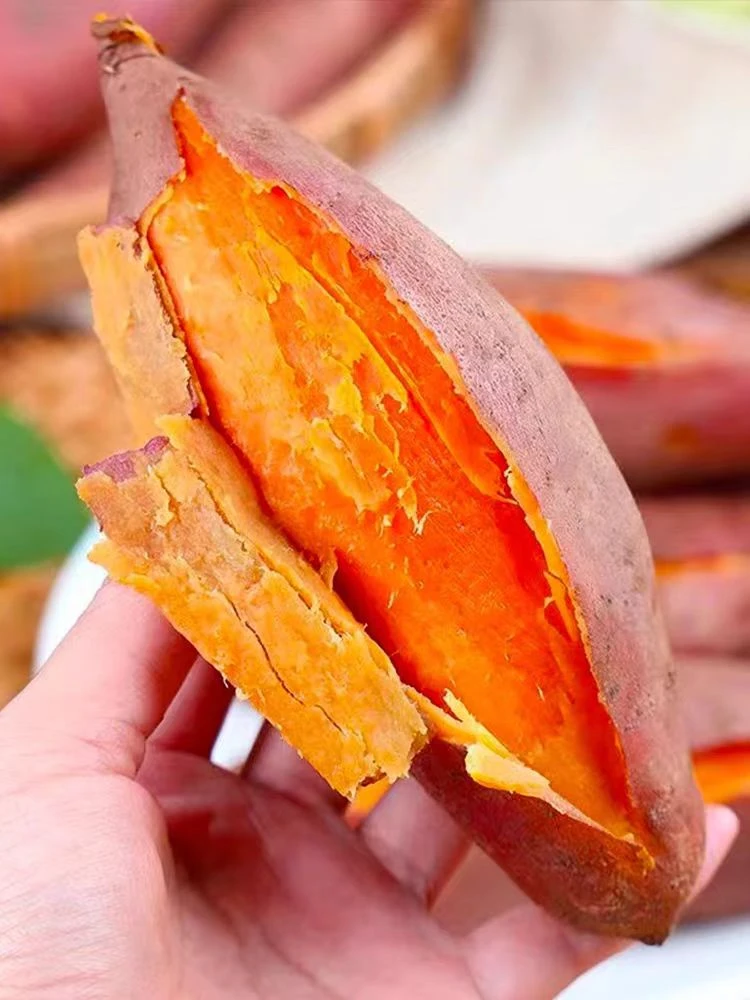 沙地新鲜密薯红薯现挖现发地瓜番薯红薯蔬菜红薯5斤