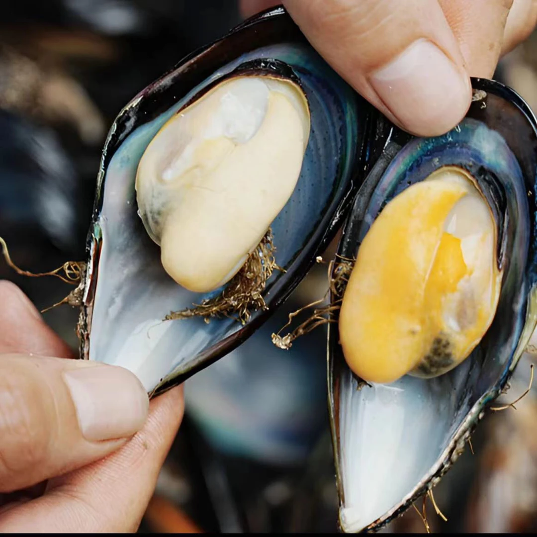 鲜活大个青口贝10斤-5斤(每斤11只左右)顺丰冷链保鲜发货