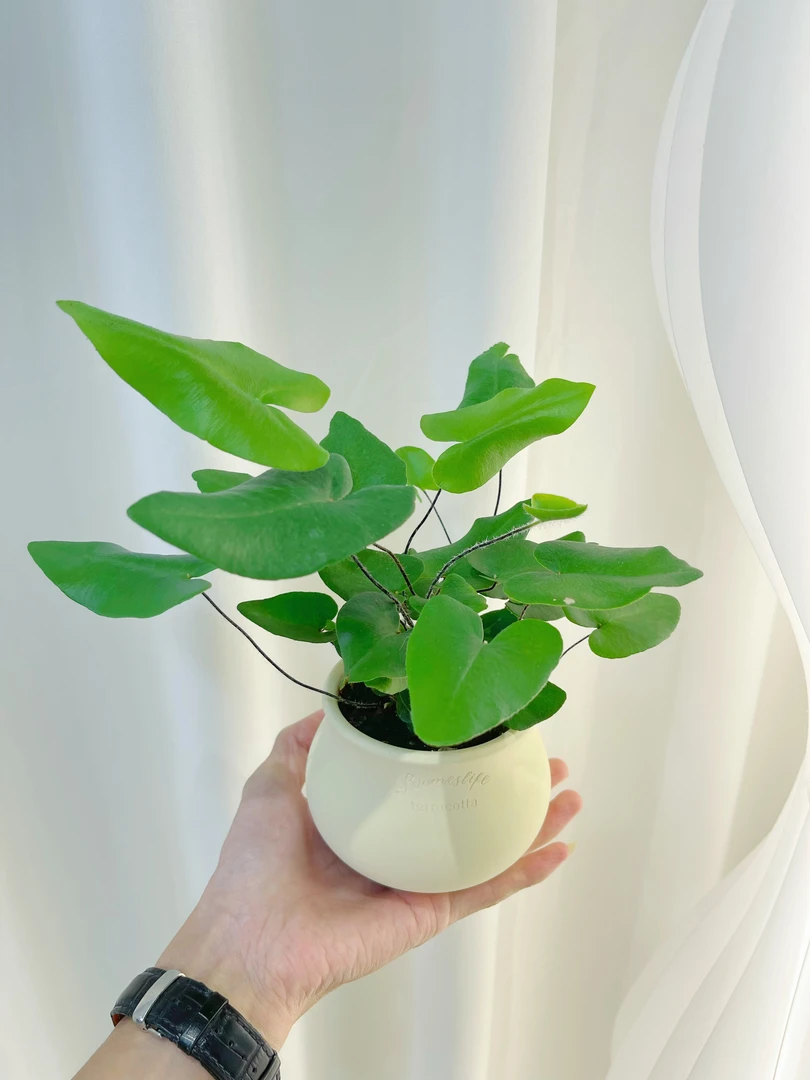 【心想事成】心愿蕨耐阴好养绿植办公室桌面茶桌茶宠创意摆件精品