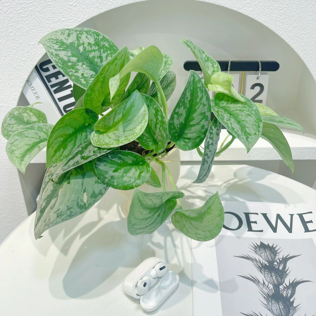 大叶银斑葛吸甲醛净化空气好养易活绿植耐阴耐旱乔迁新居发财树