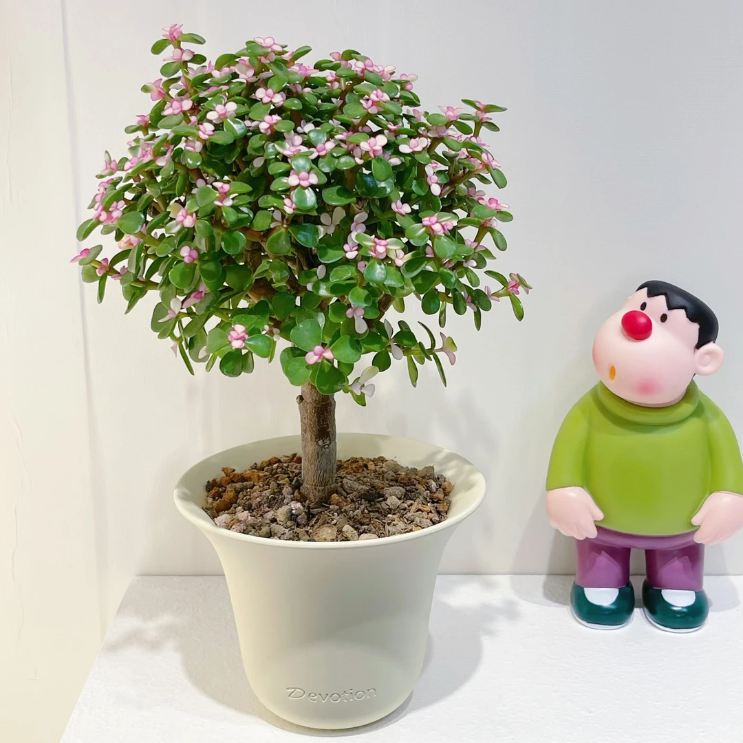 老桩国王金枝玉叶多肉盆栽趣味桌面花卉室内客厅办公室好养绿植