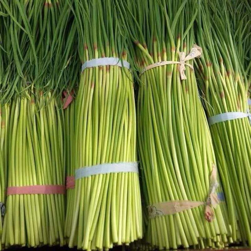 河南新鲜蒜苔红帽蔬菜便宜批发脆嫩可口产地直发农家自种3-5斤