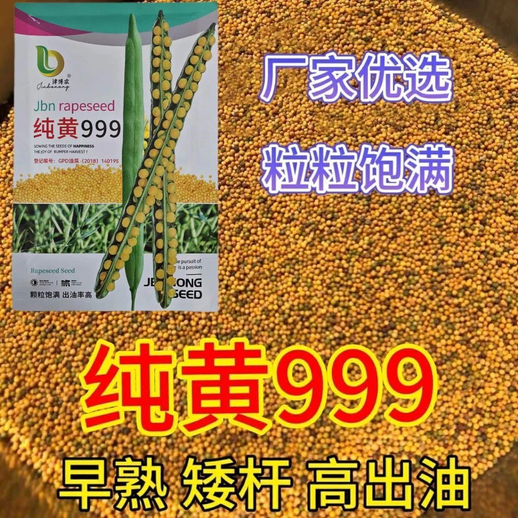纯黄999 早熟油菜种子新品种大田榨油菜籽早熟杂交矮杆耐寒抗倒伏