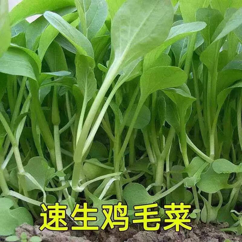 鸡毛菜菜籽种子上海青菜菜种籽大全蔬菜种孑阳台盆栽小白菜籽耐热