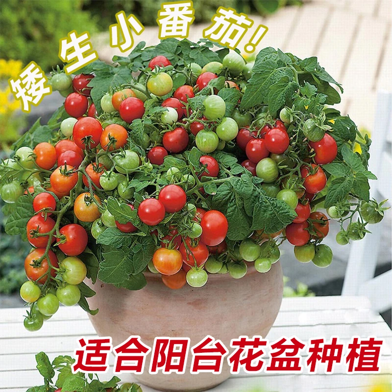 【5.8元/2包矮生番茄种子】阳台蔬菜可观赏食用小樱桃番茄种子