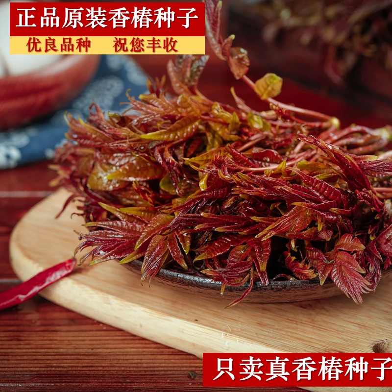 红油香椿种子头茬速生春芽苗菜四季农家健康种植鲜嫩发芽生长多汁