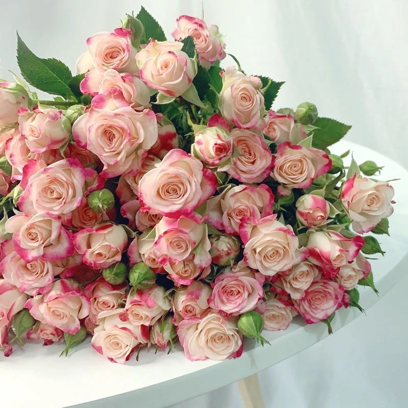 折射泡泡（盆栽花苗）多头玫瑰花浓香花卉大花开条纹粉色四季盆栽