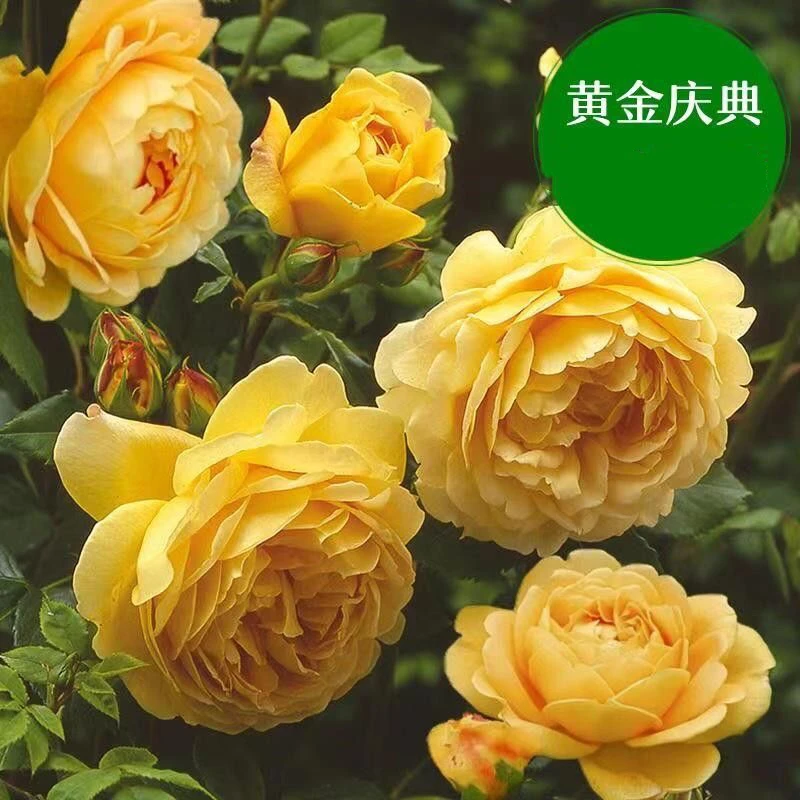 黄金庆典月季 浓香金黄大花抗病耐寒藤本盆栽地栽阳台庭院花卉