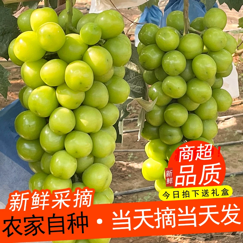 特大号A级晴王阳光玫瑰葡萄正宗青提产地直发无籽提子送礼盒包装