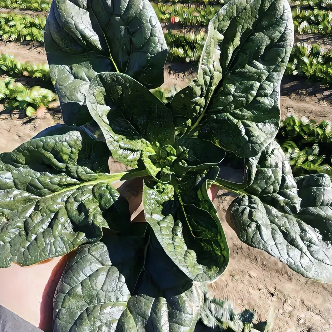 【地头价】5斤菠菜新鲜露天矮杆趴地红根菠菜青菜蔬菜现挖3斤