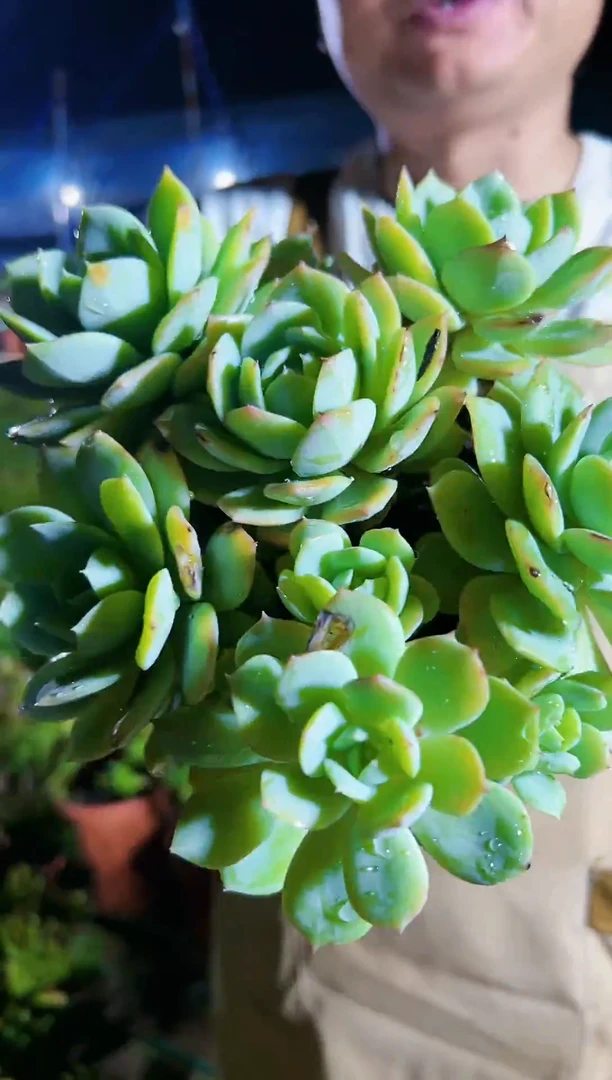 【闪购商品】精品多肉9