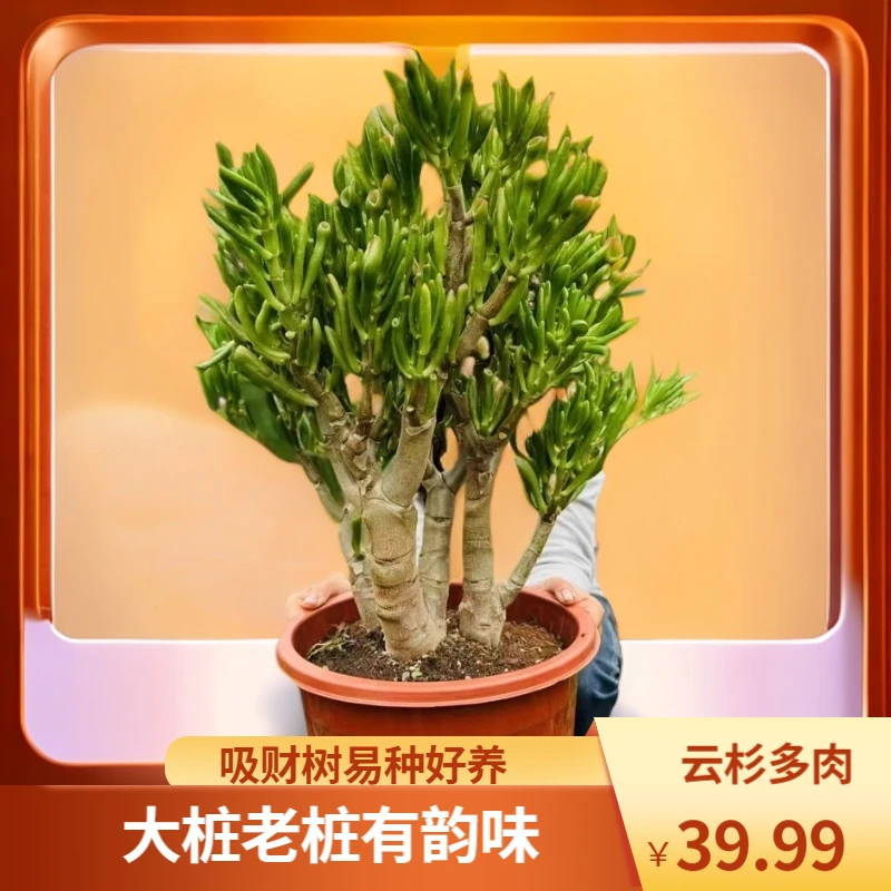 大号老桩吸财树 高度45CM左右  好种好养 直径品牌