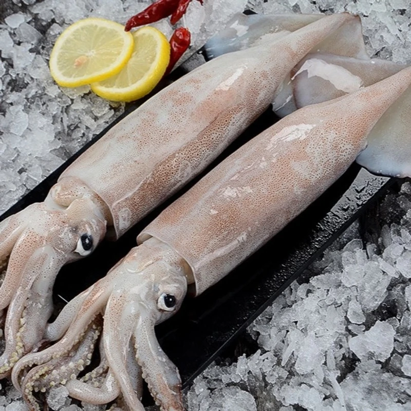 整箱21-26条新鲜美味海钓鱿鱼冷冻锁鲜肉质鲜美紧实鲜嫩冷链发货