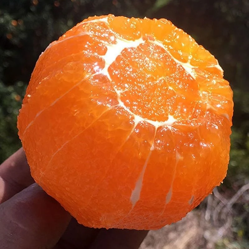 秭归九月红果冻橙子新鲜产地直发包邮