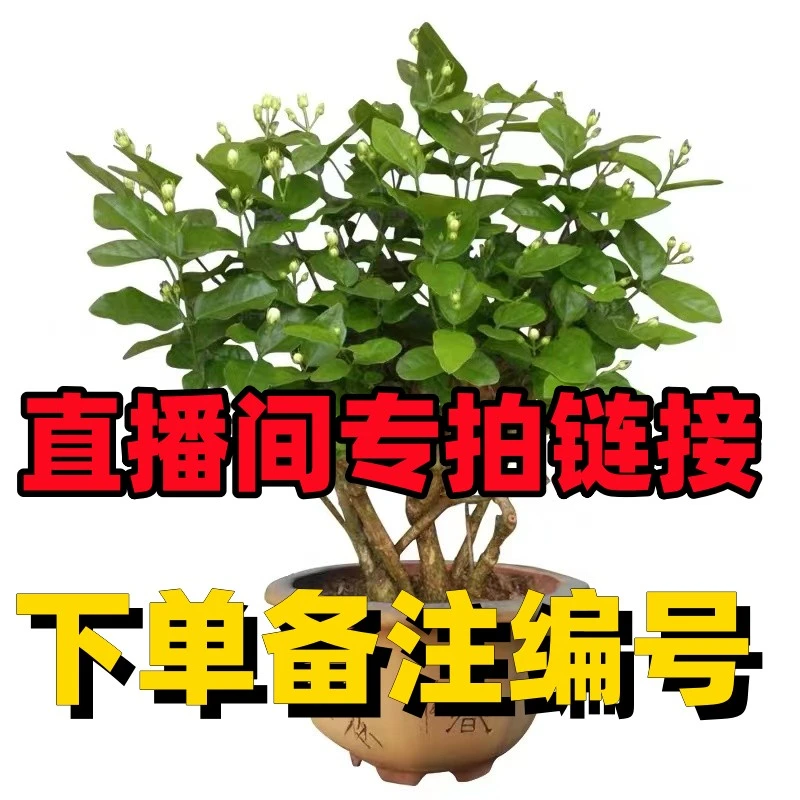 【42--88】广西白色茉莉花老桩盆栽