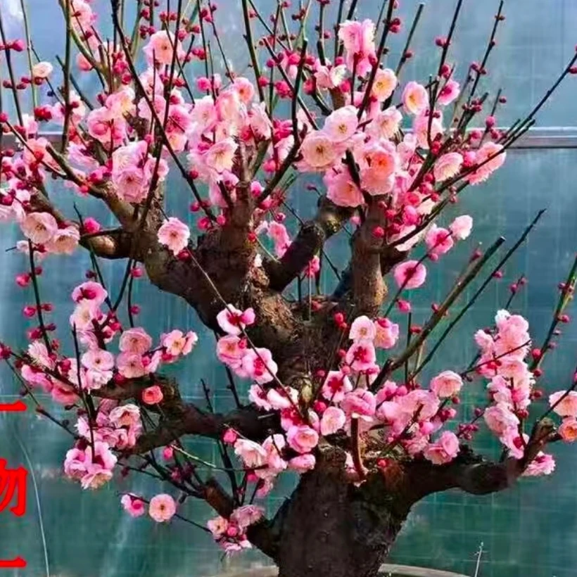 梅花盆栽盆景梅花绿梅庭院阳台地栽盆栽耐寒耐热植物花卉盆栽易养