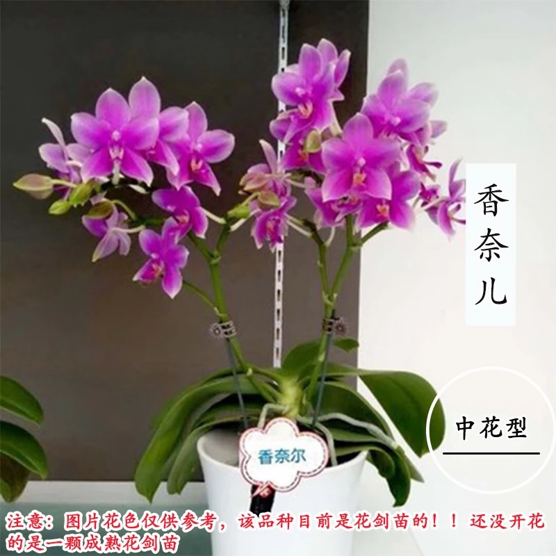 【香奈儿】2.5寸杯单花剑浓香型 花苗