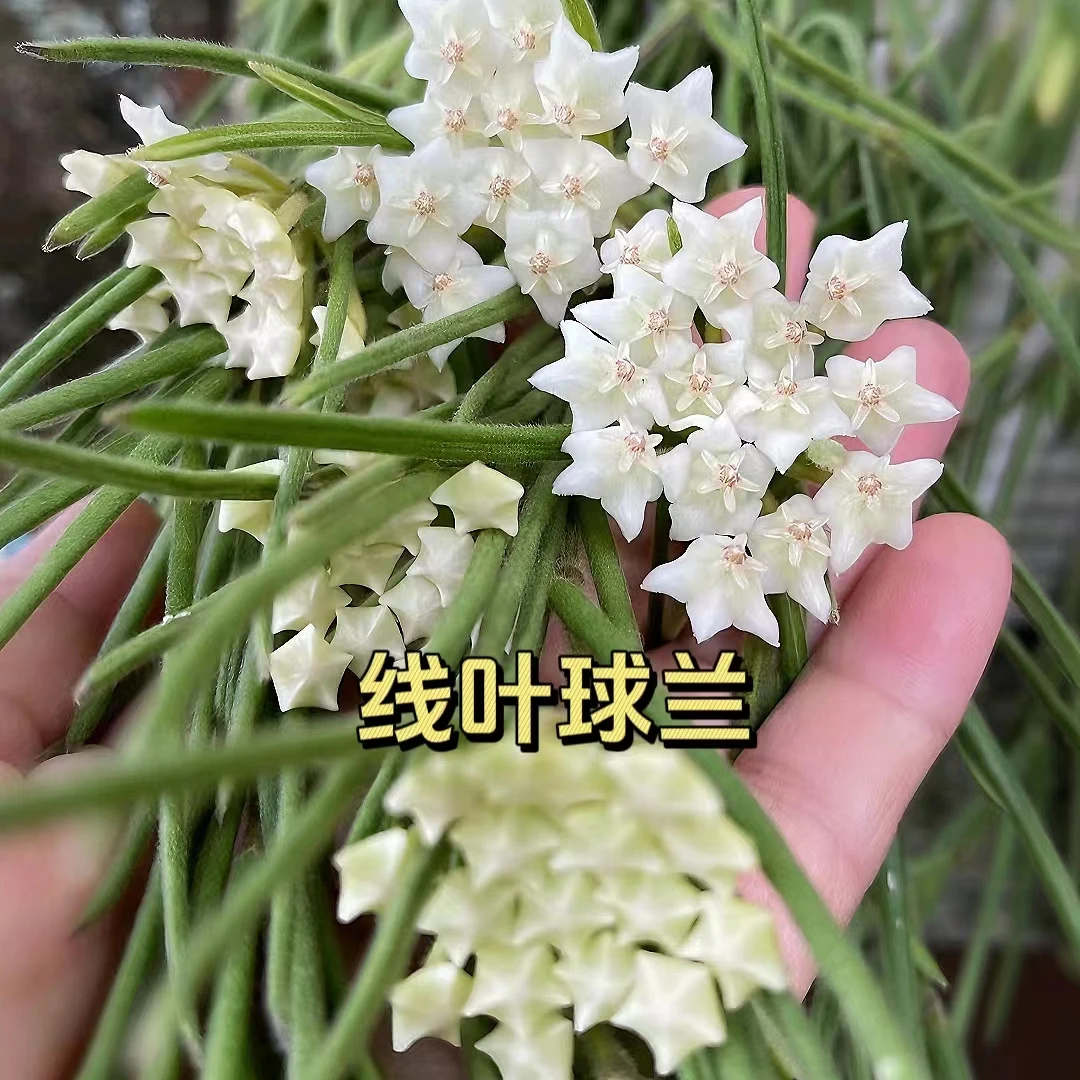 【线叶球兰】条形叶片阳台办公室垂吊款球兰白色长藤勤花