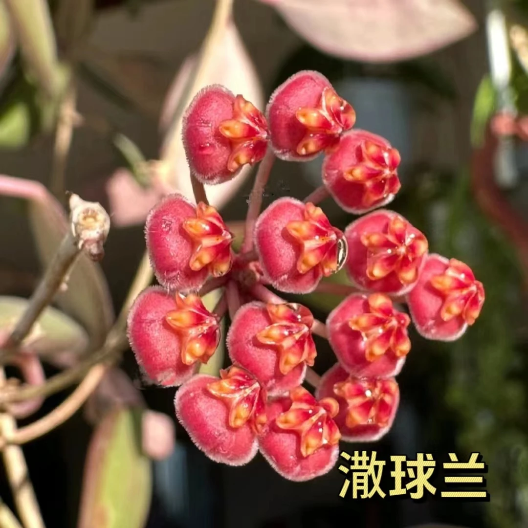 【潵球兰】基地生长四季开花酸奶味阳台办公室可选垂吊小苗容易种植