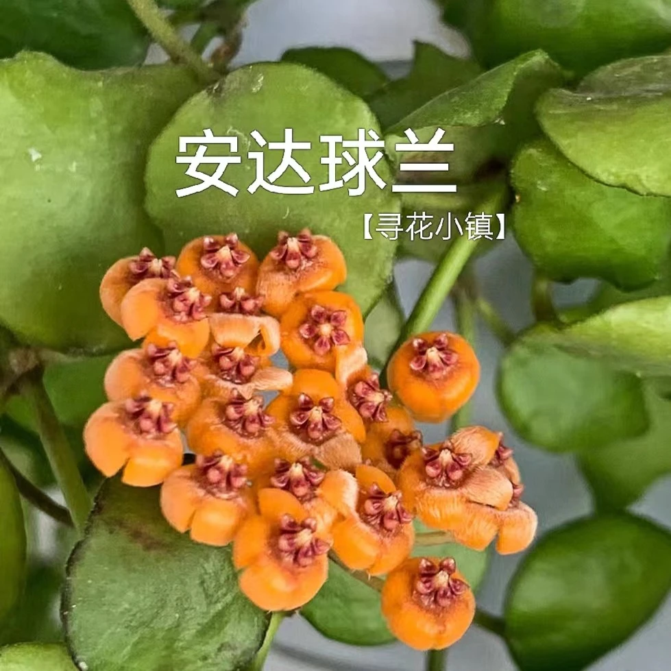 【安达】橙色花球兰基地爬藤办公室垂吊网红盆栽阳台花卉