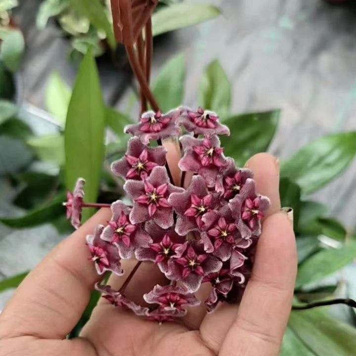 【黑银粉球兰】巴顿系列银色斑点叶片 阳台办公室爬藤垂吊花卉球兰