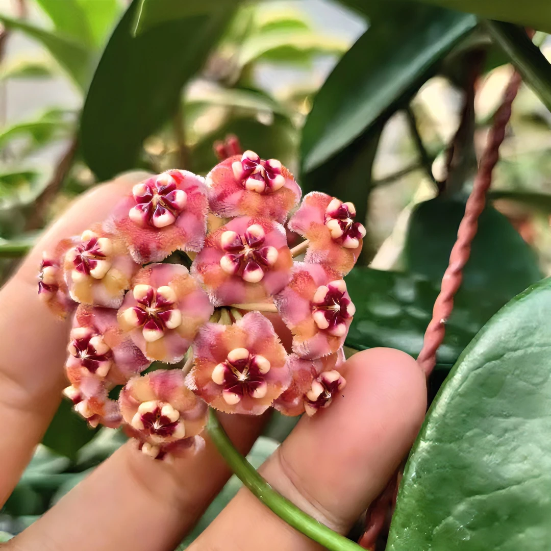 【美丽球兰】开花爬藤办公室客厅栽培美观盆栽懒人必备阳台花卉