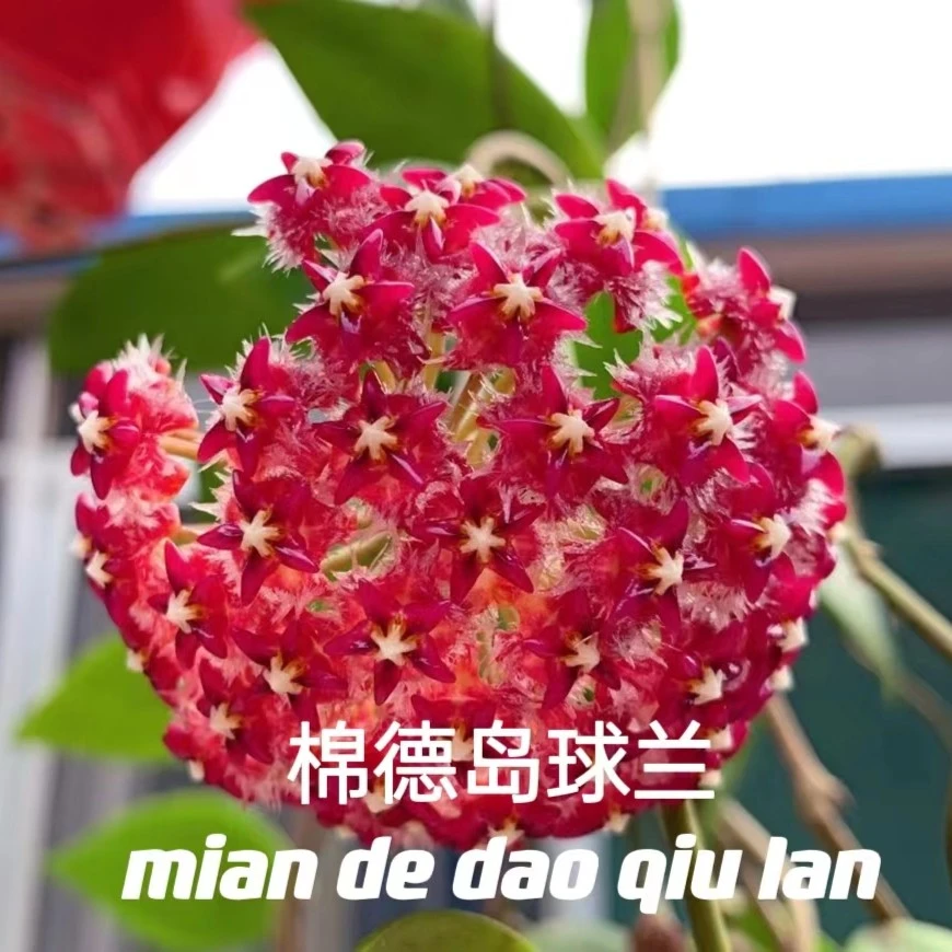 【棉德岛球兰】开花爬藤阳台办公室可选基地种植四季生长容易花开