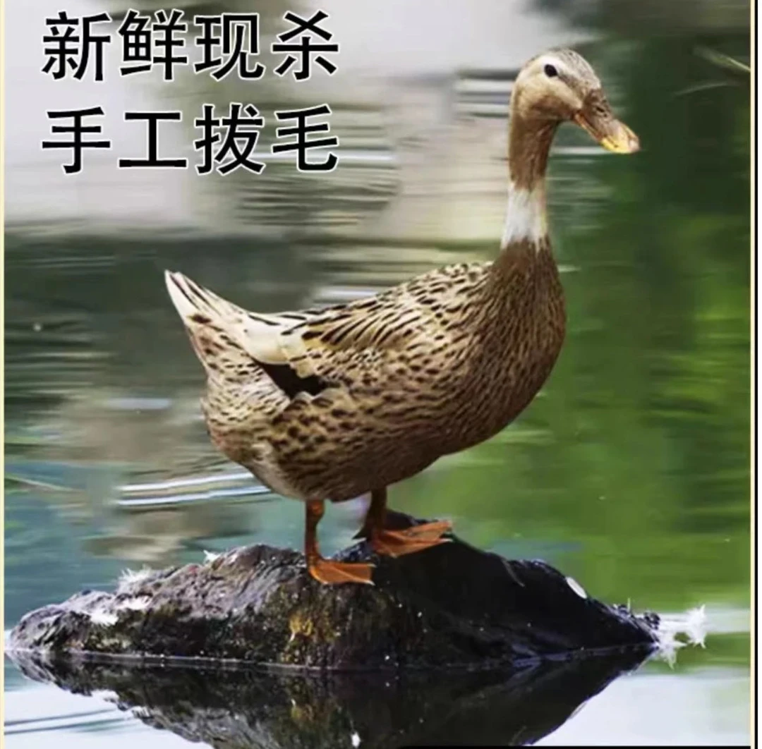 【鸡鸭组合】黑脚土鸡+麻鸭 现宰现杀手工开膛带内脏 2只净重6-7斤