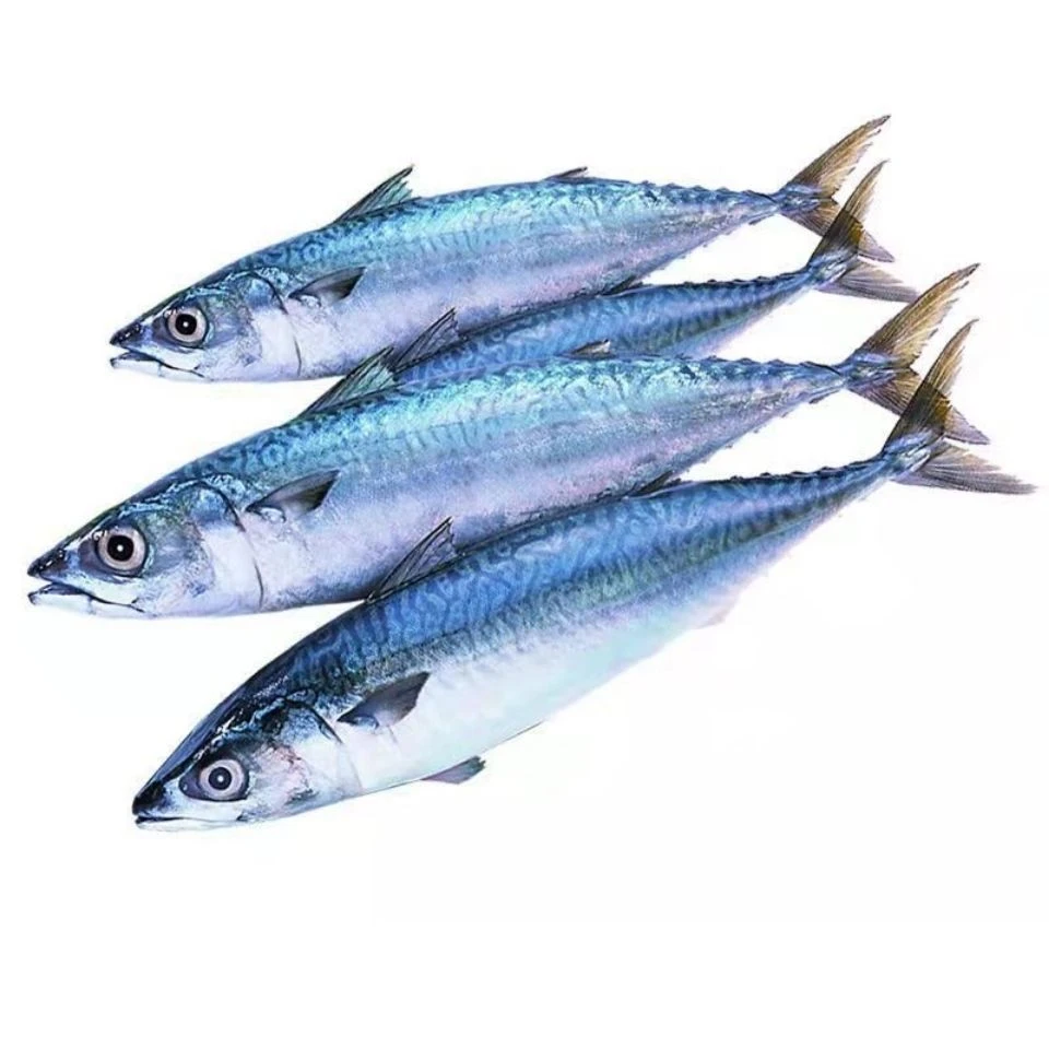 精选鲐鲅鱼5斤装鲅鱼马鲛鱼批发新鲜速冻