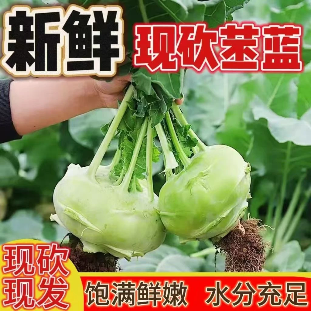 农家自种新鲜正宗无筋苤蓝大头菜芥菜头现摘现发基地直供坏果包赔