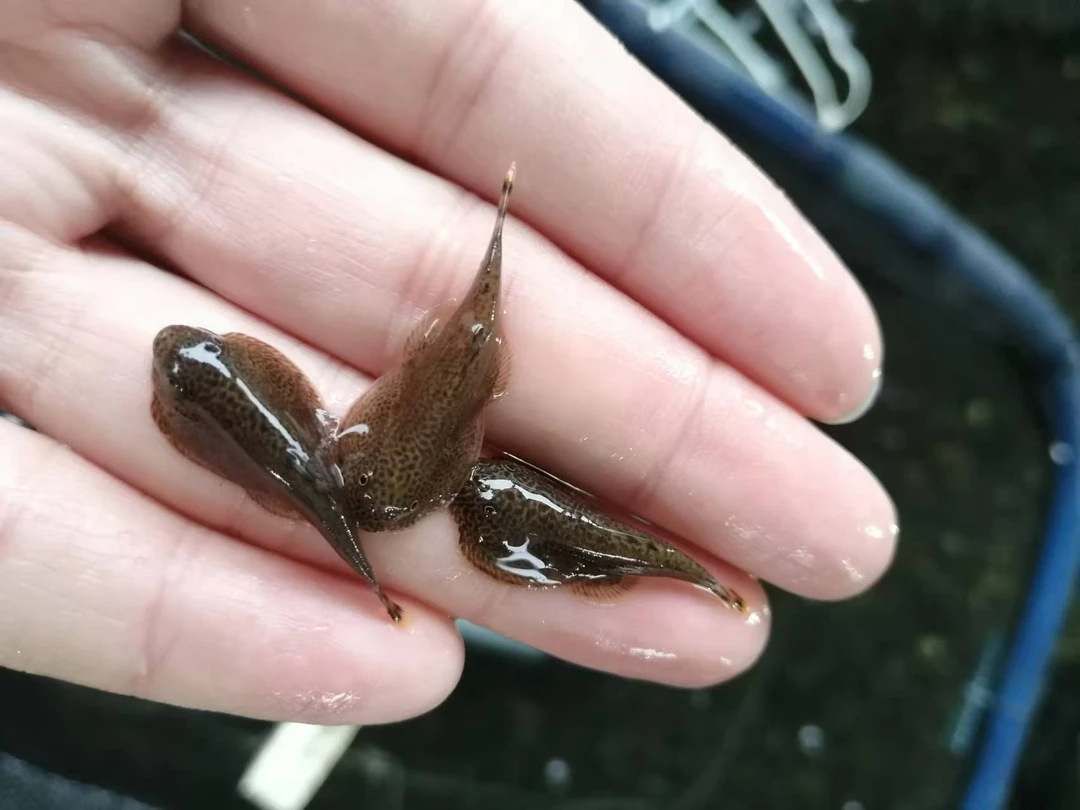 萌萌爬岩鳅吸鳅除藻缸清洁双吸盘溪流冷水鱼琵琶鱼清道夫观赏鱼