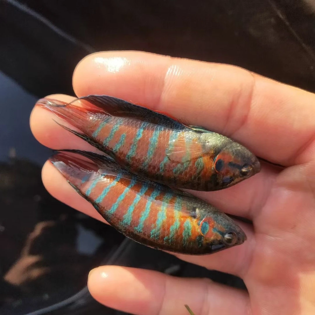 中国斗鱼野生普叉冷水观赏菩萨鱼好养耐活不加温不打氧懒人鱼爱跳